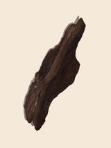 Permineralized Wood