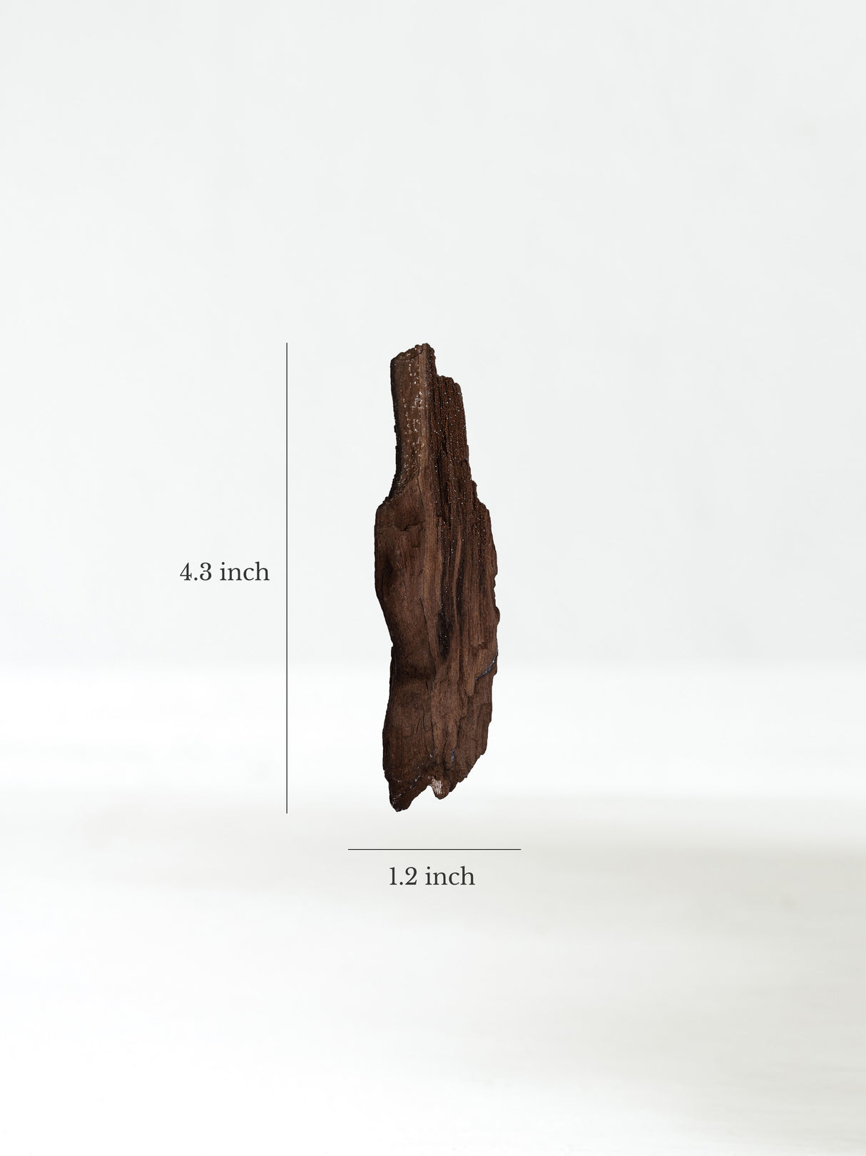 Permineralized Wood L Dimension | Cg1190