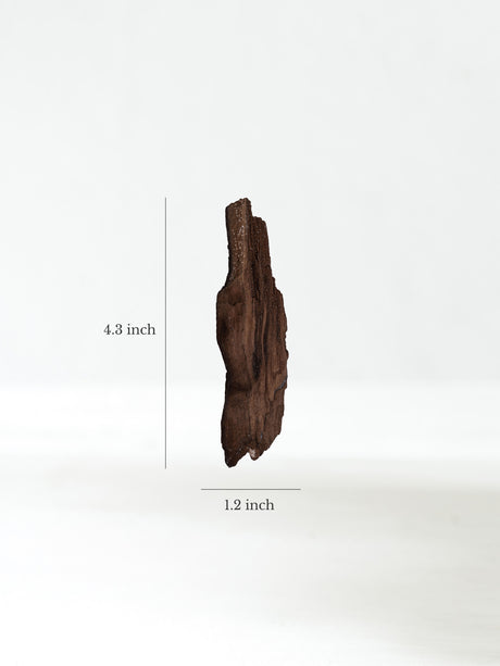 Permineralized Wood L Dimension | Cg1190