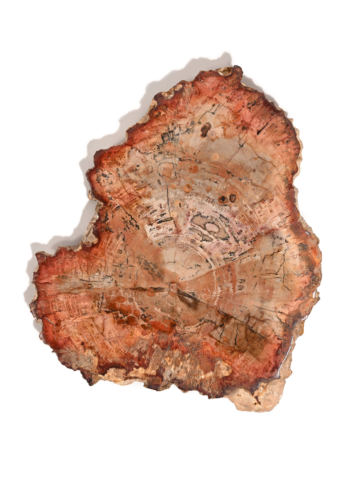 Petrified Wood Slabs Medium | Cg335