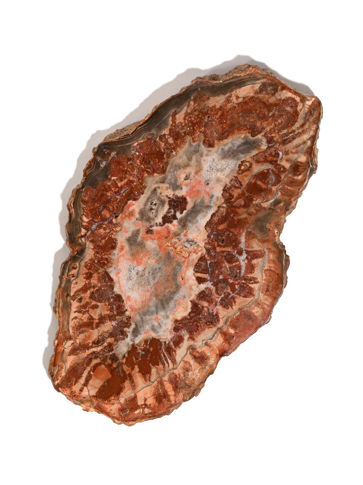 Petrified Wood Slabs Medium 1 | Cg335
