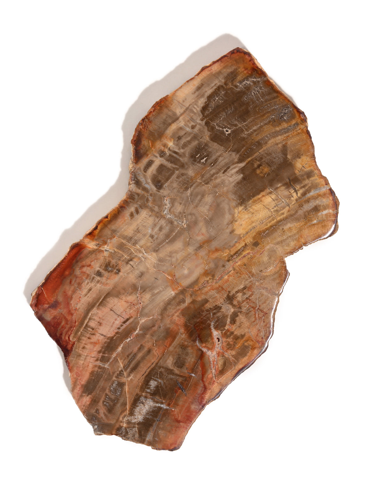 Petrified Wood Slabs Medium 2 | Cg335