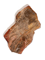 Petrified Wood Slabs Medium 2 | Cg335
