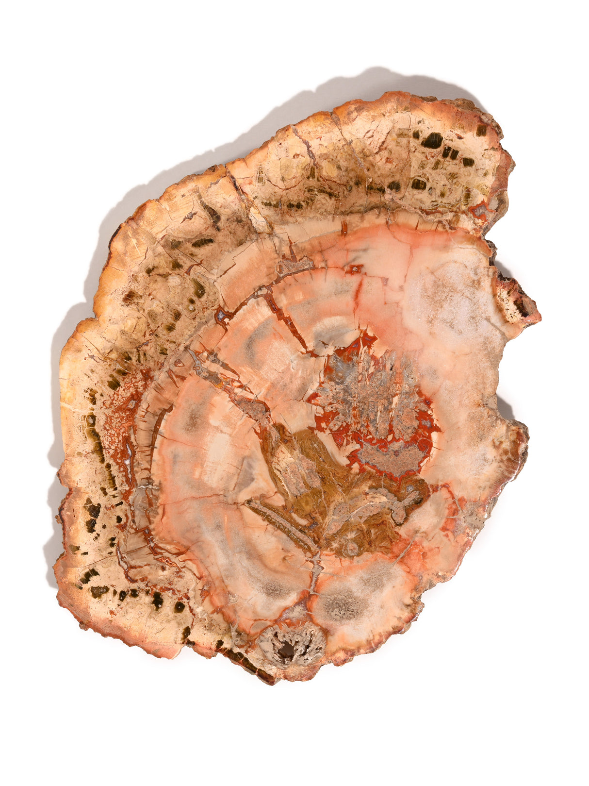 Petrified Wood Slabs Medium 3 | Cg335