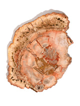 Petrified Wood Slabs Medium 3 | Cg335