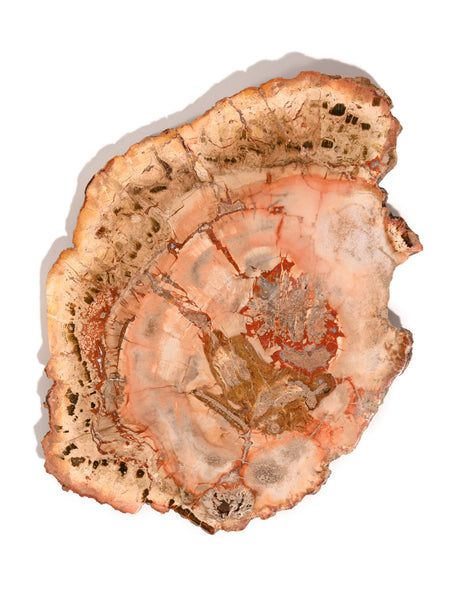 Petrified Wood Slabs Medium 3 | Cg335