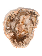 Petrified Wood Slabs Medium 4 | Cg335