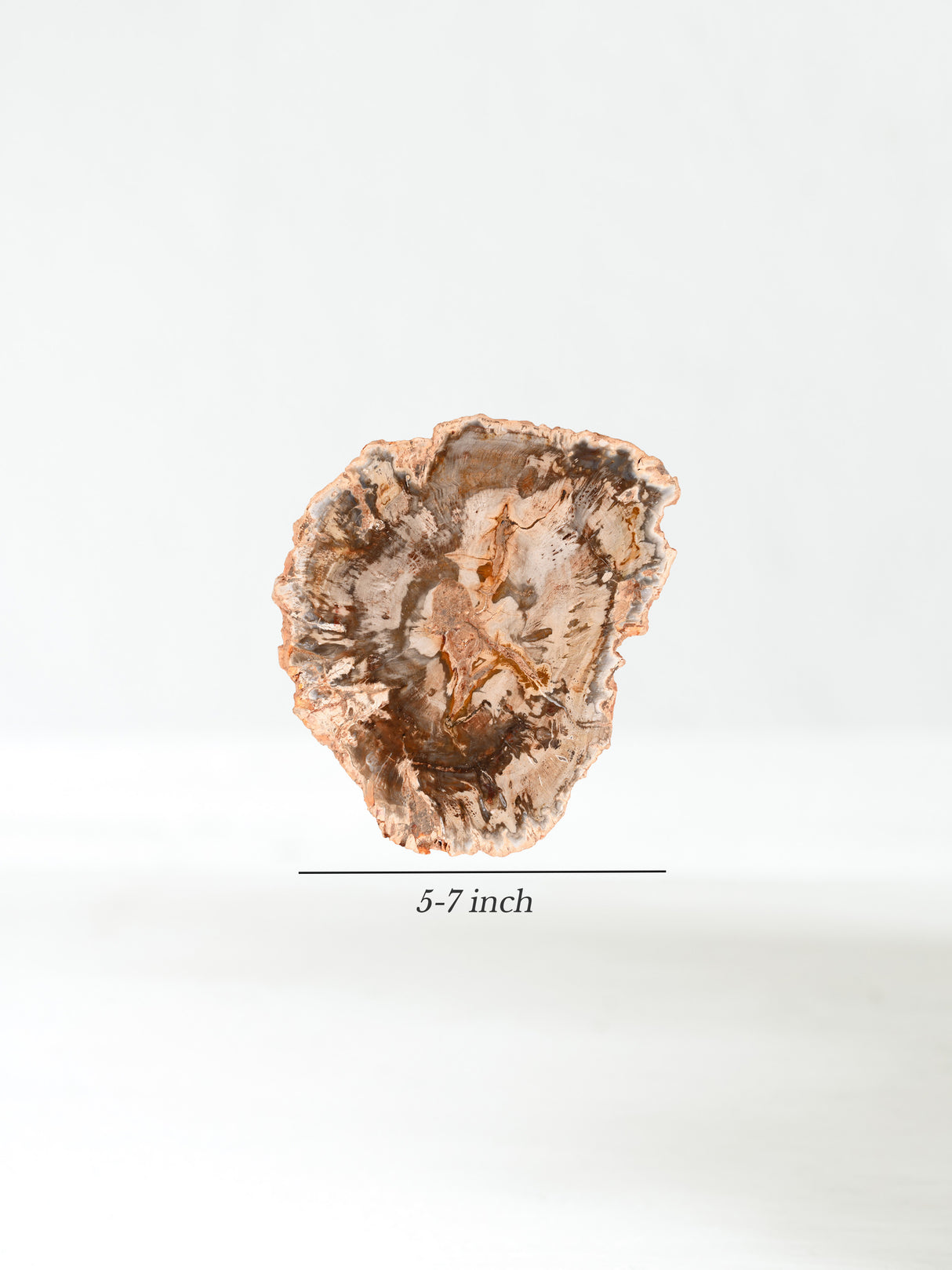 Petrified Wood Slabs Medium Dimension | Cg335