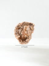 Petrified Wood Slabs Medium Dimension | Cg335