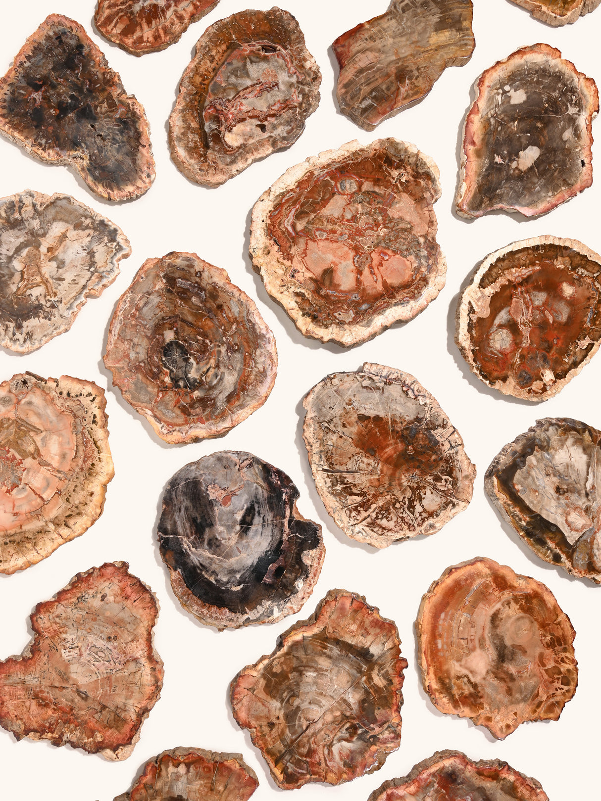 Petrified Wood Slabs