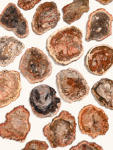 Petrified Wood Slabs