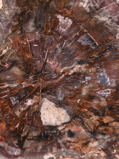 Petrified Wood Slab - Large 2 | Cg339