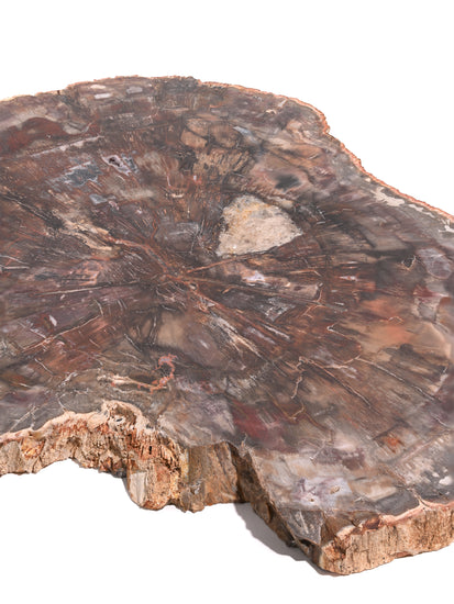 Petrified Wood Slab - Large 1 | Cg339