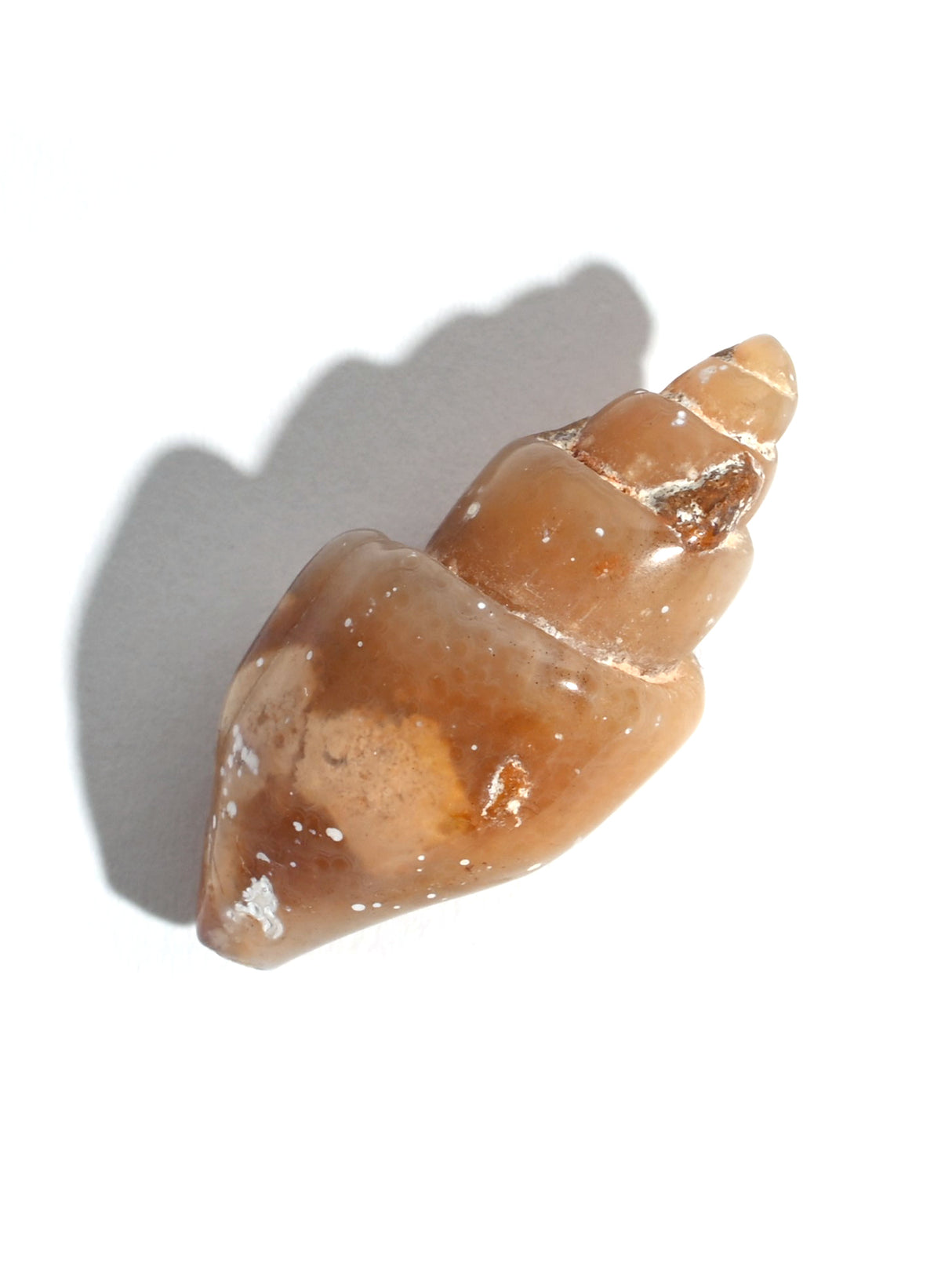 Carnelian Agatized Shell 1 | Cg3