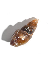 Carnelian Agatized Shell 2 | Cg3