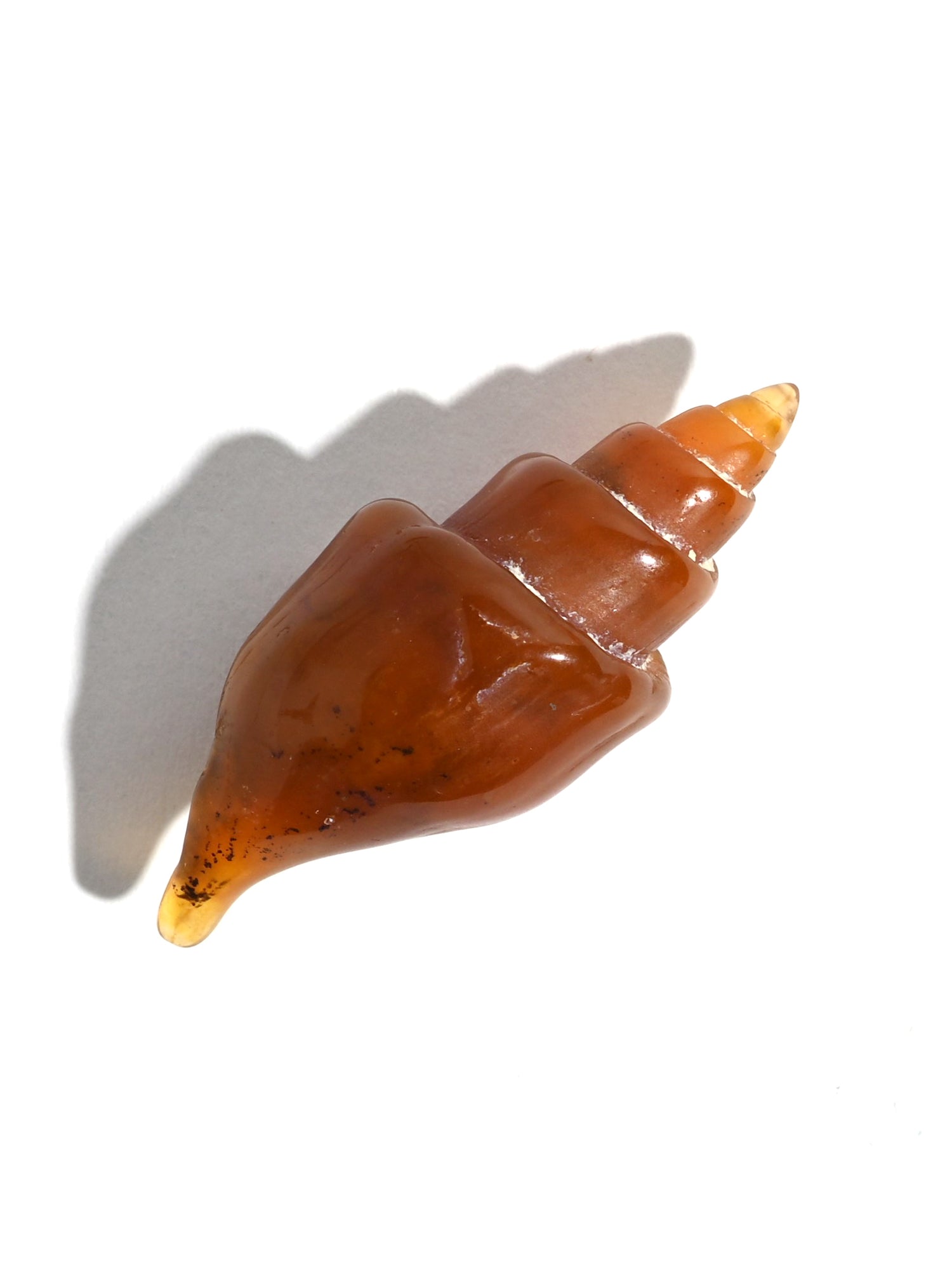 Carnelian Agatized Shell - Shamans Market