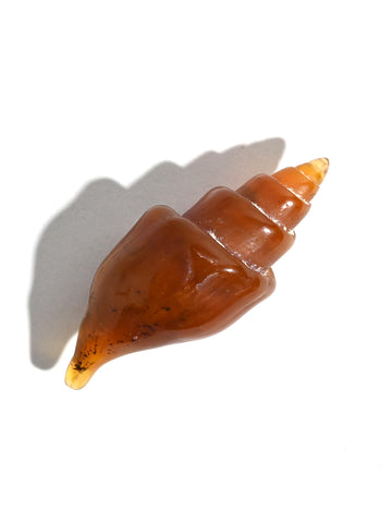 Carnelian Agatized Shell