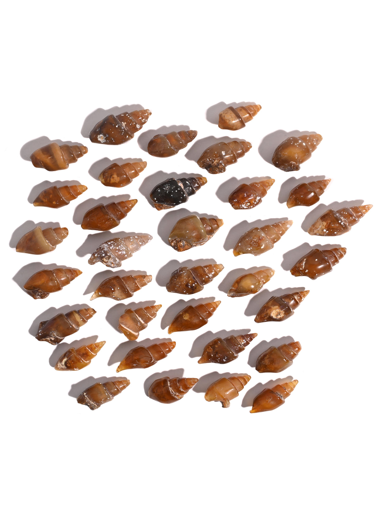 Carnelian Agatized Shell 4 | Cg3