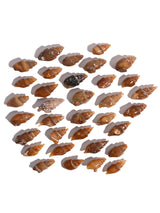 Carnelian Agatized Shell 4 | Cg3