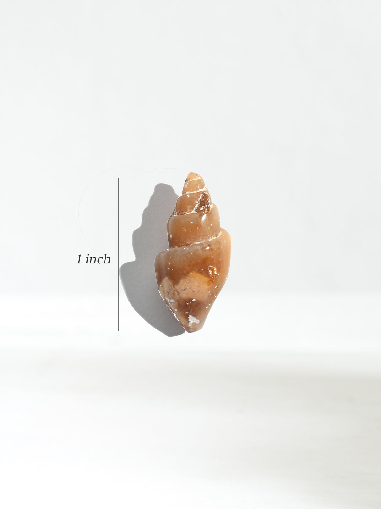 Carnelian Agatized Shell Dimension | Cg3