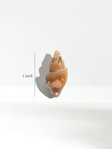 Carnelian Agatized Shell Dimension | Cg3