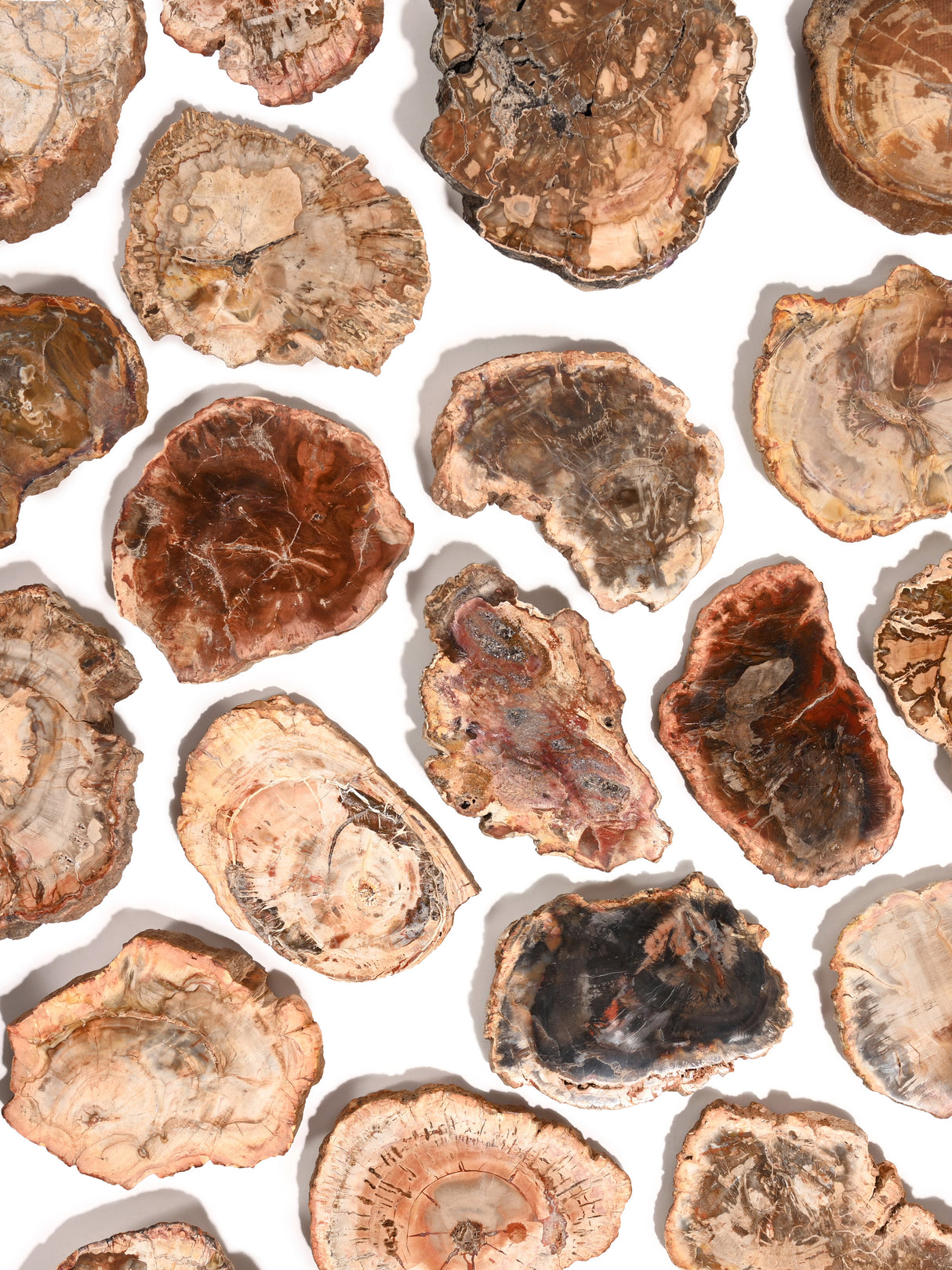 Petrified Wood Slabs - End Cut | Cg401