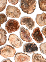 Petrified Wood Slabs - End Cut | Cg401