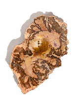 Petrified Wood Slabs - End Cut 1 | Cg401