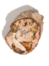 Petrified Wood Slabs - End Cut 2 | Cg401