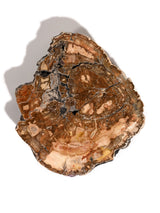Petrified Wood Slabs - End Cut 3 | Cg401
