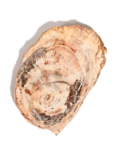 Petrified Wood Slabs - End Cut 4 | Cg401