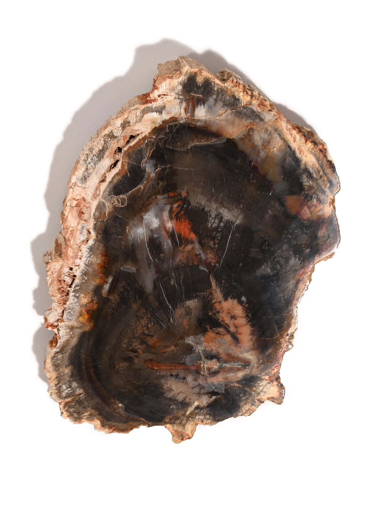 Petrified Wood Slabs - End Cut 5 | Cg401