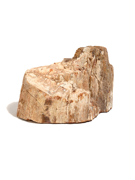 Petrified Wood Slabs - End Cut 7 | Cg401