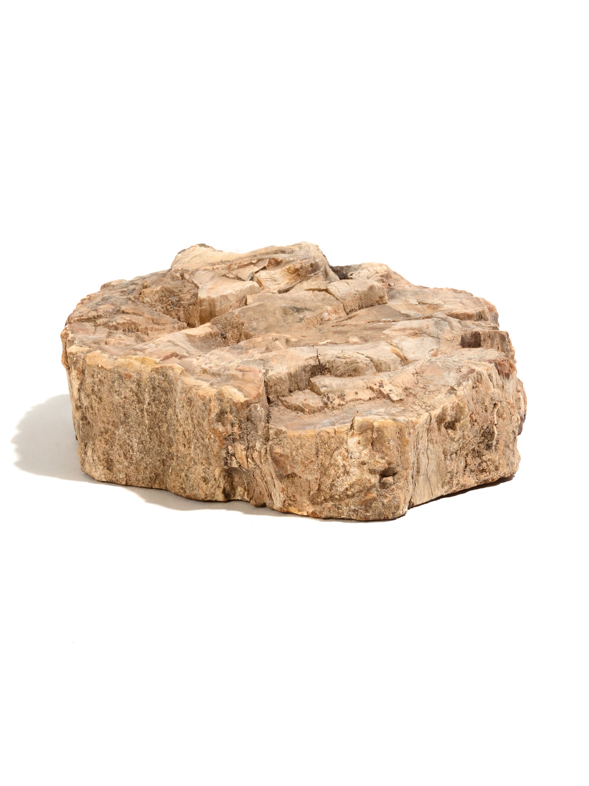 Petrified Wood Slabs - End Cut 6 | Cg401