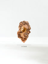 Petrified Wood Slabs - End Cut Dimension | Cg401