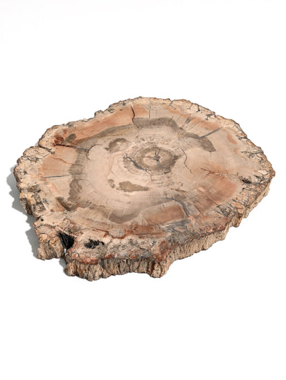 Petrified Wood Slab - Large | Cg828