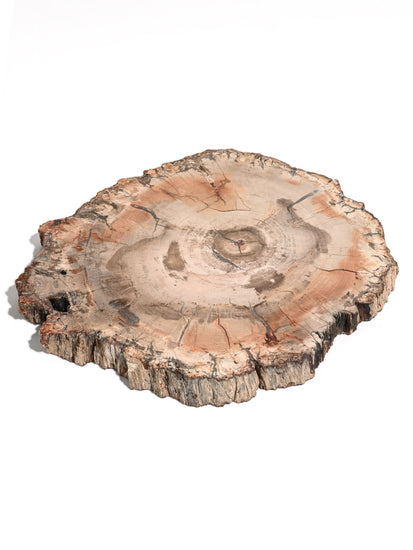 Petrified Wood Slab - Large | Cg828