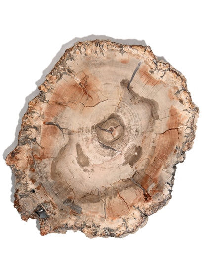 Petrified Wood Slab - Large | Cg828