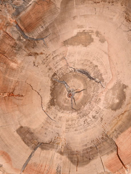 Petrified Wood Slab - Large | Cg828