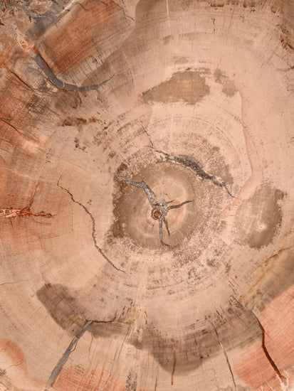 Petrified Wood Slab - Large | Cg828