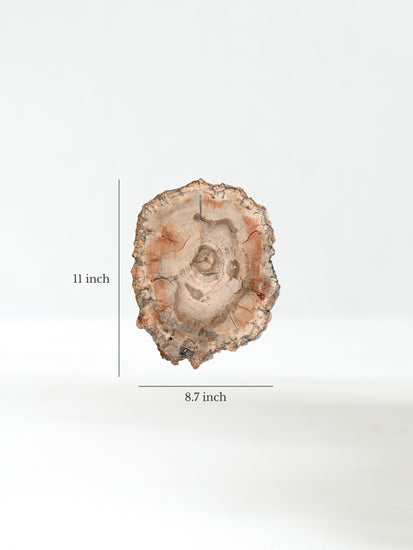 Petrified Wood Slab - Large Dimension | Cg828