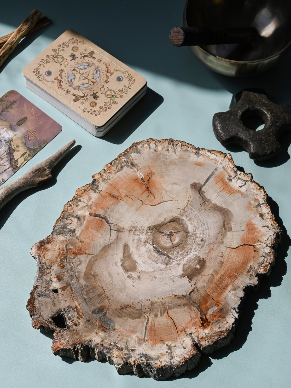 Petrified Wood Slab - Large