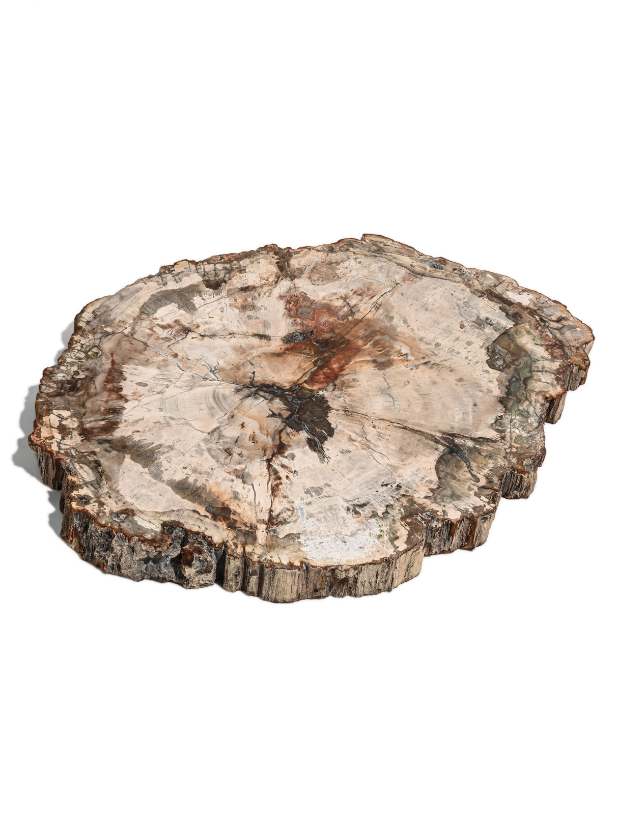 Petrified Wood Slab - Large | Cg829