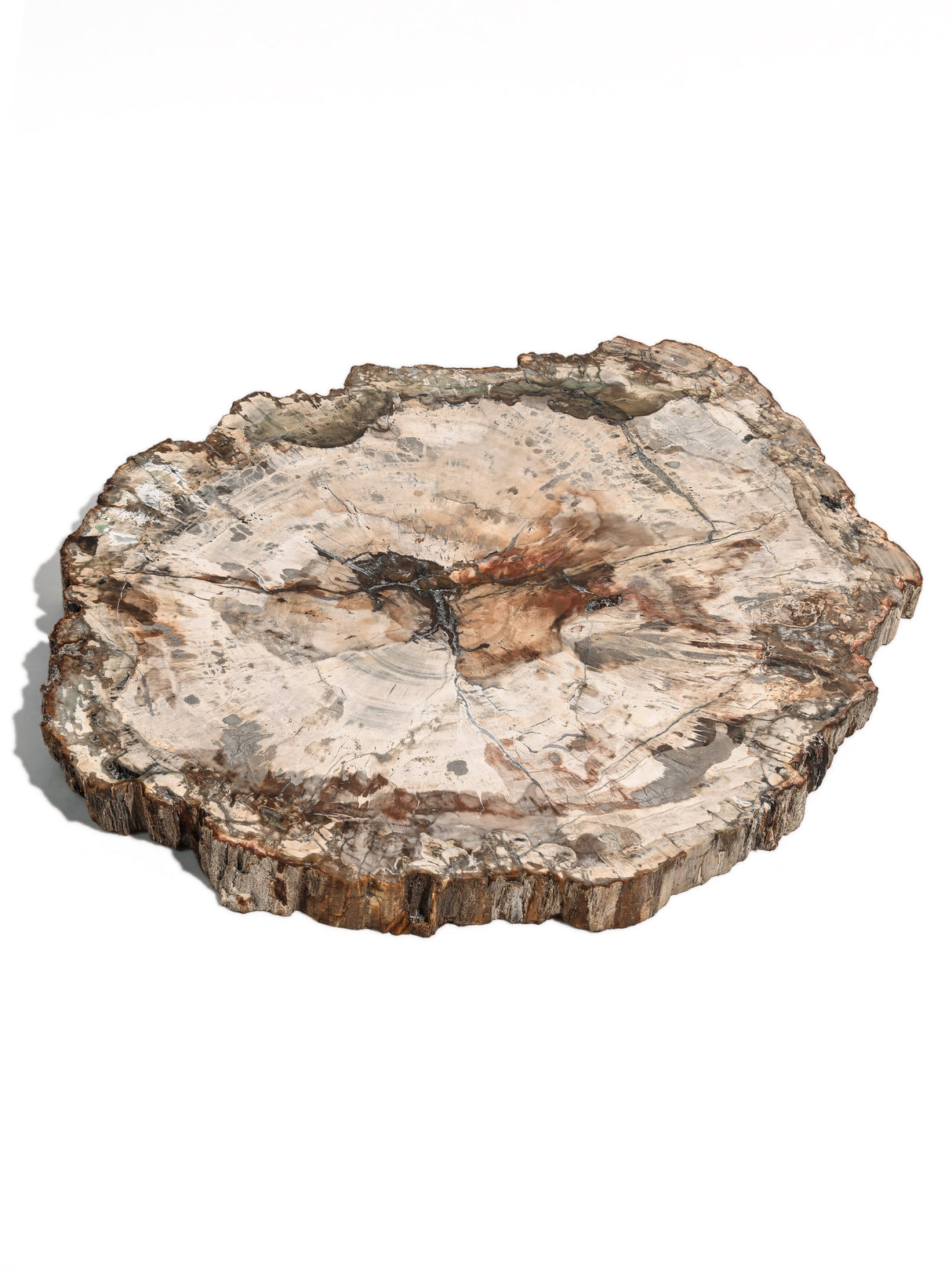 Petrified Wood Slab - Large 1 | Cg829