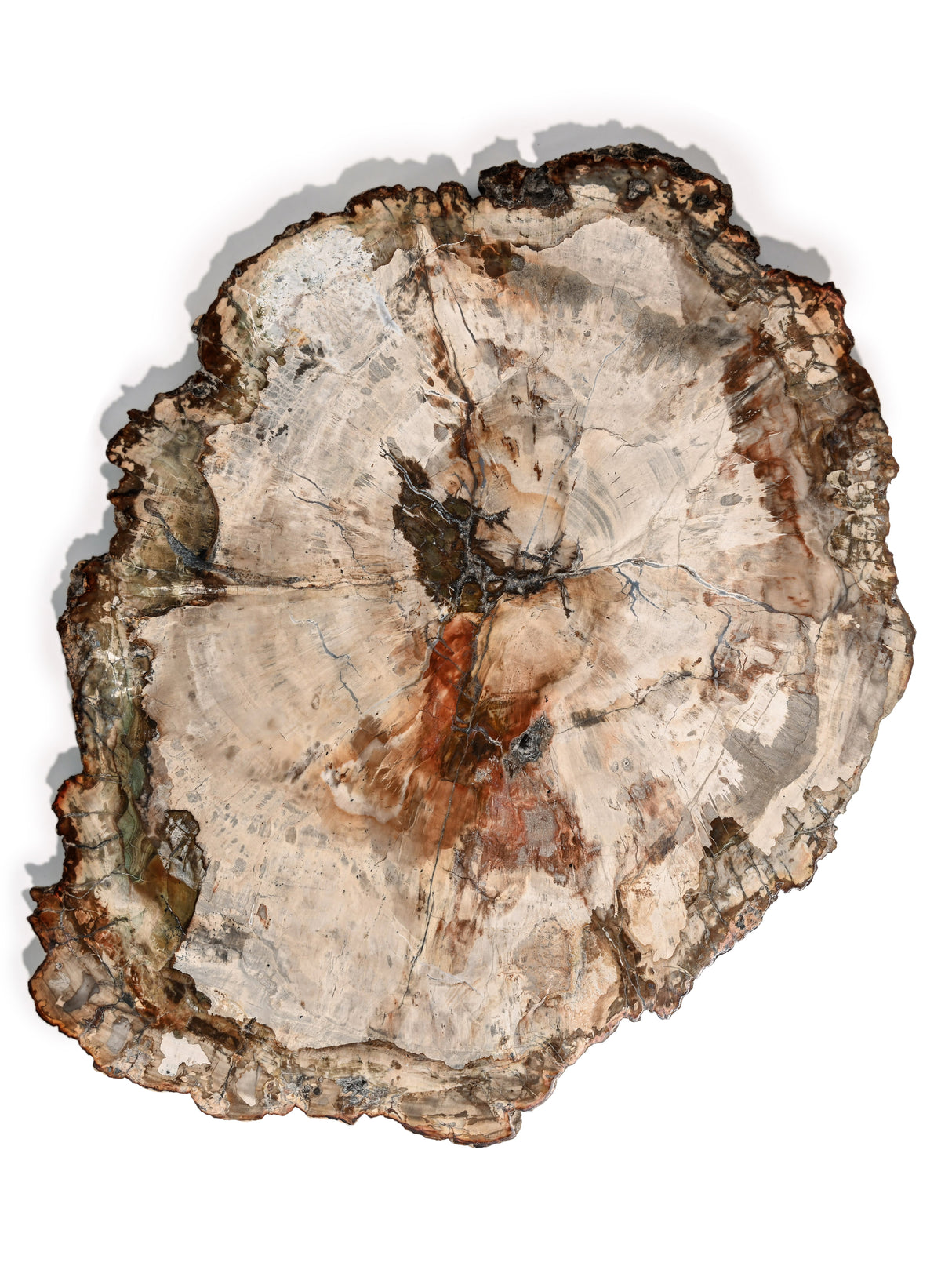 Petrified Wood Slab - Large 2 | Cg829