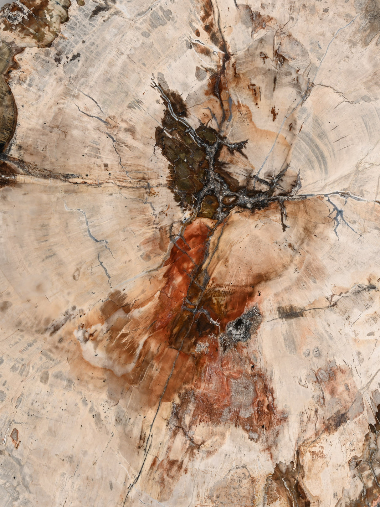 Petrified Wood Slab - Large 3 | Cg829