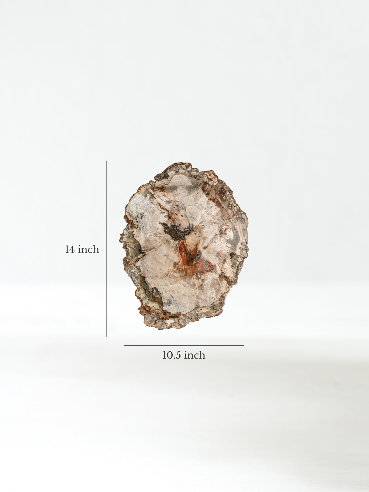 Petrified Wood Slab - Large Dimension | Cg829