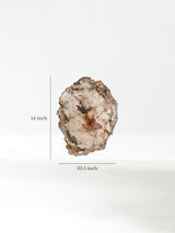 Petrified Wood Slab - Large Dimension | Cg829