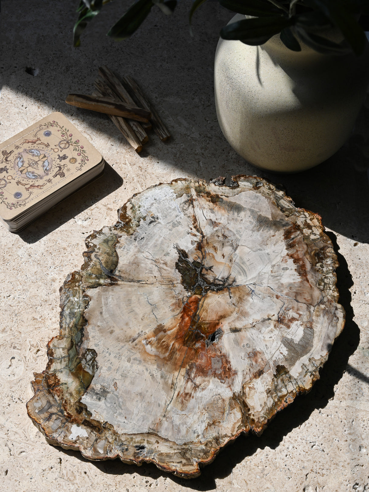 Petrified Wood Slab - Large