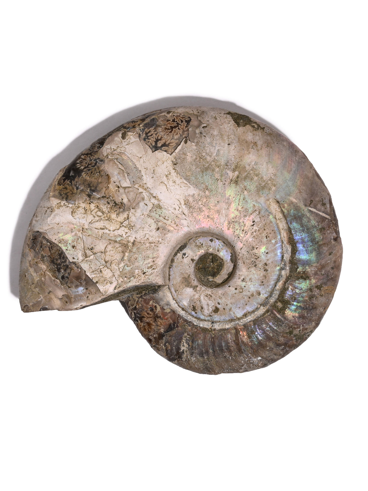 Iridescent Ammonite B 1 | Cg859